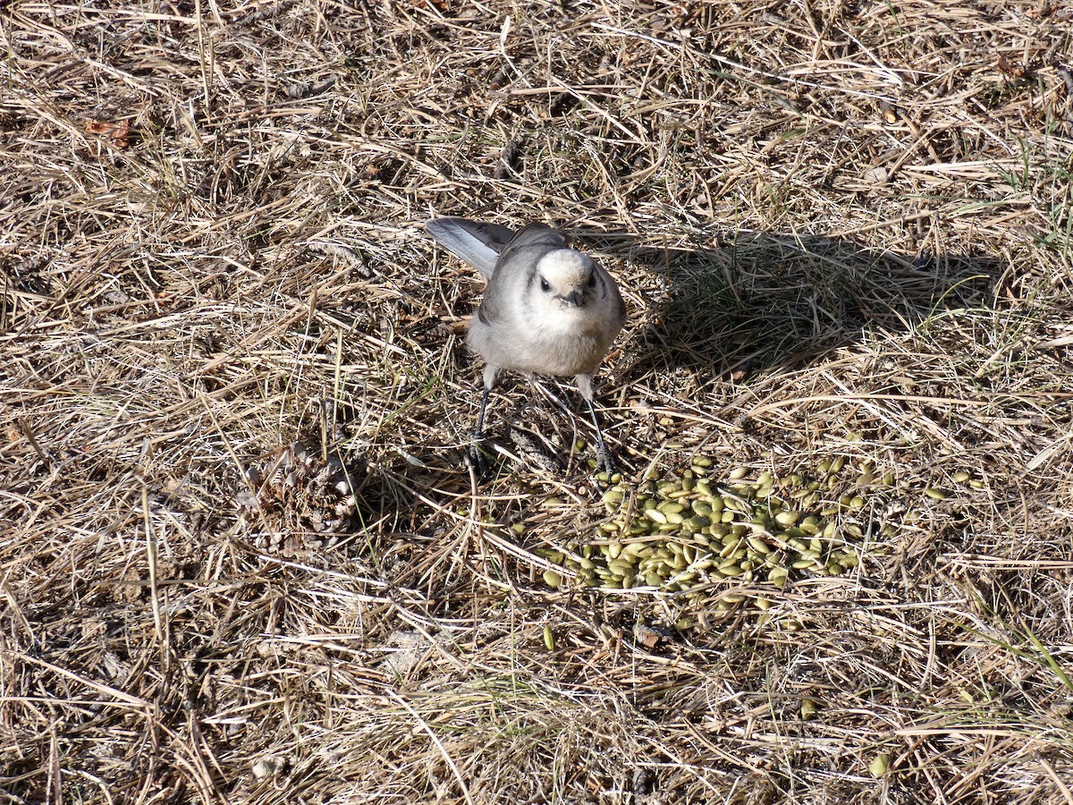 Canada Jay - ML267847141