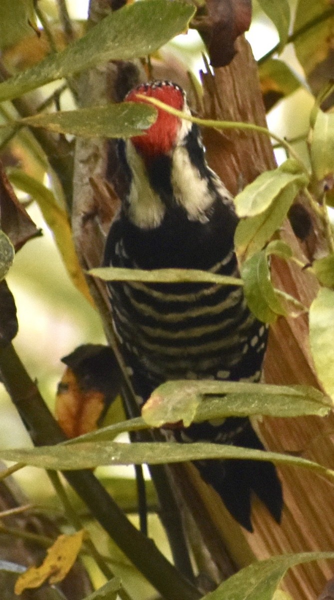 Nuttall's Woodpecker - ML267847181