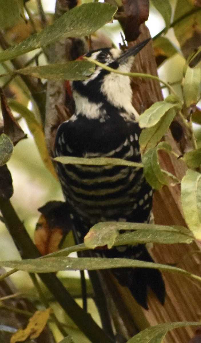 Nuttall's Woodpecker - ML267847201