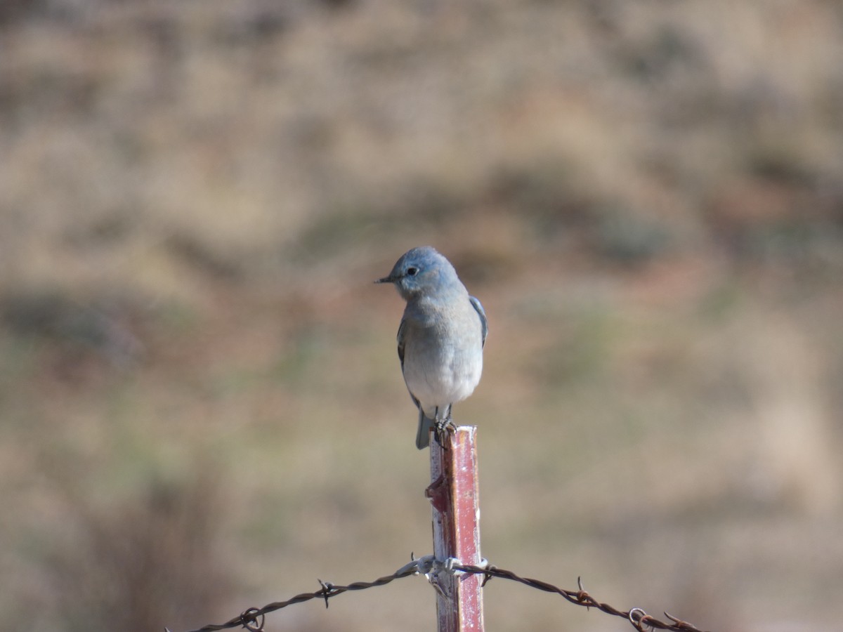 Mountain Bluebird - ML267847601