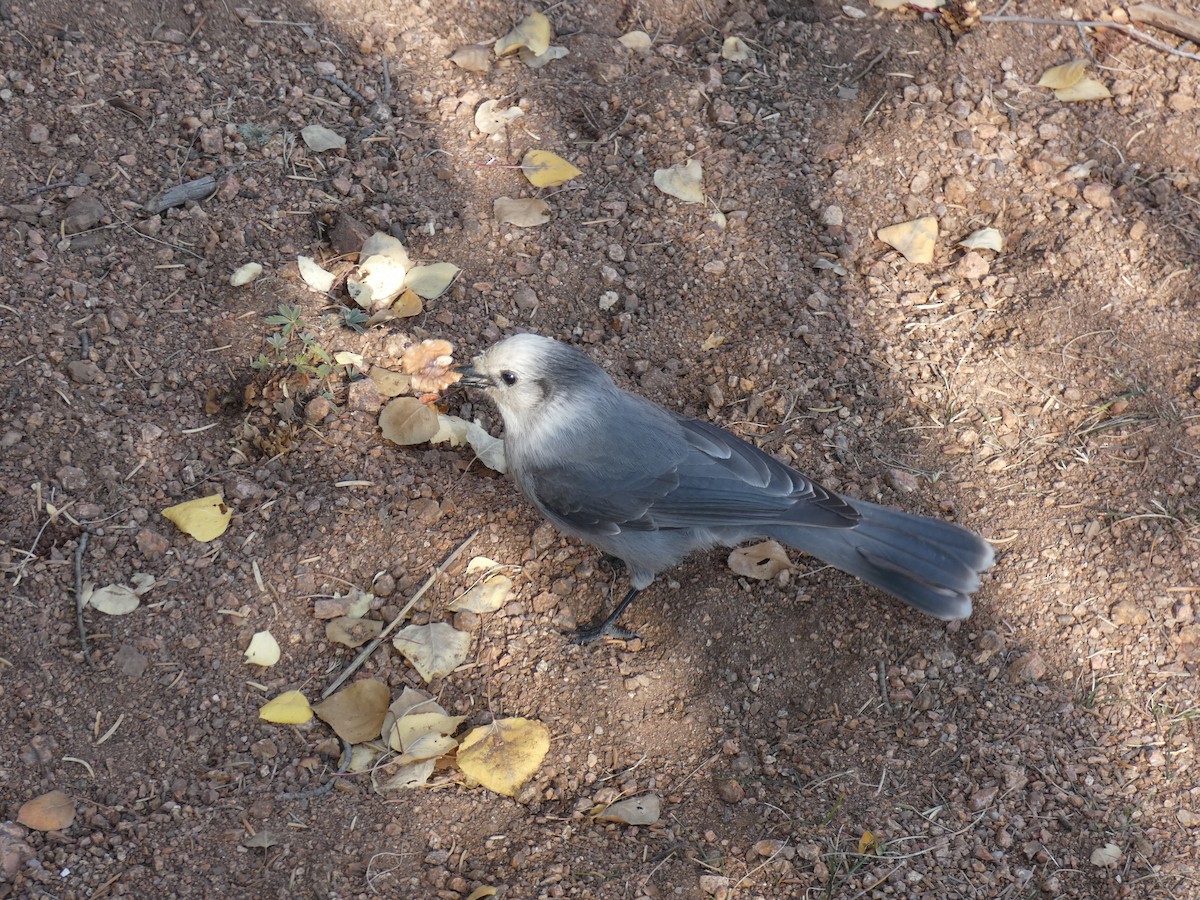 Canada Jay - ML267847721