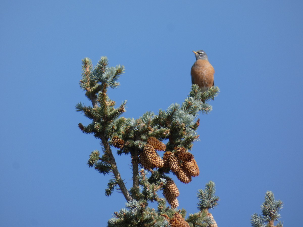 American Robin - ML267847801
