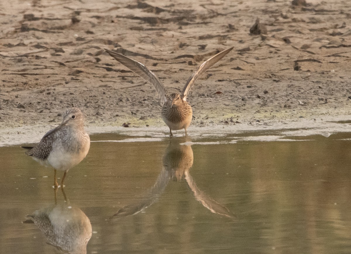 Pectoral Sandpiper - ML267850911