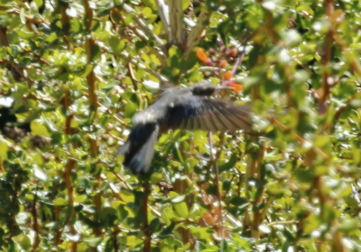 Weißflankenkolibri - ML267851001