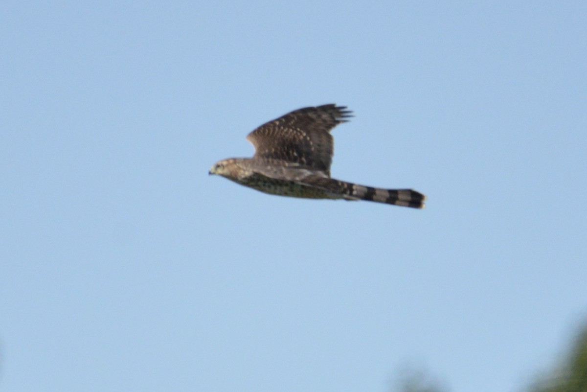 Cooper's Hawk - David Gersten