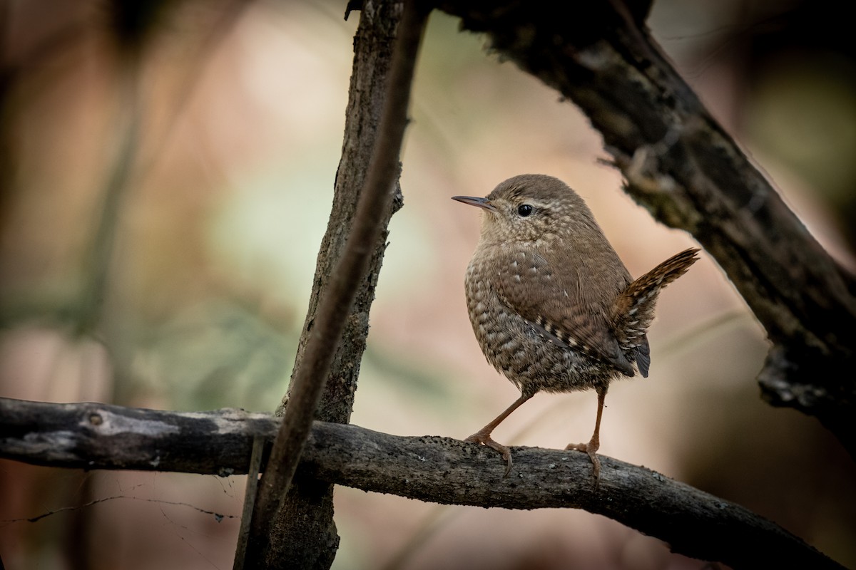 Winter Wren - Paul Jones