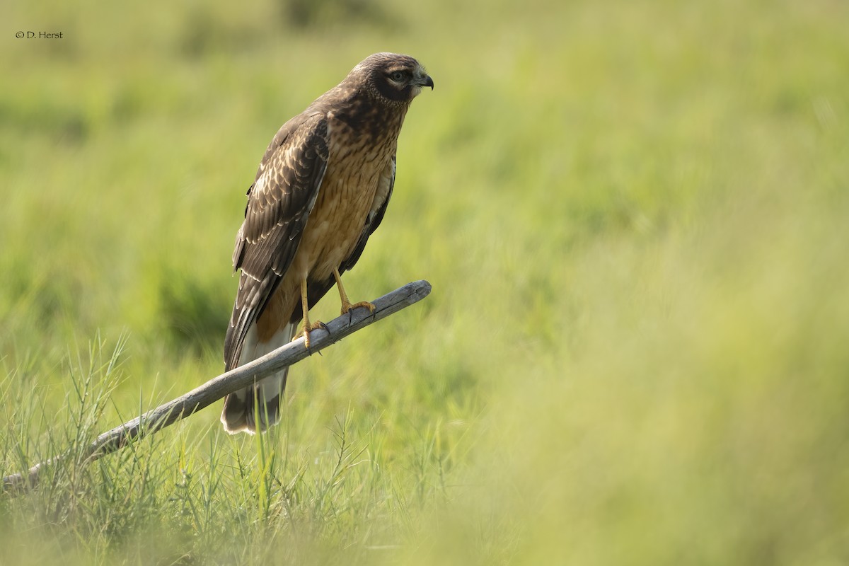 Northern Harrier - Debra Herst