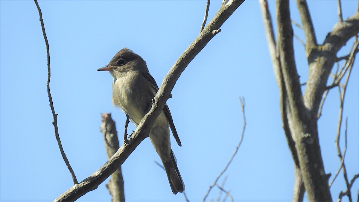 Eastern Wood-Pewee - ML267852931