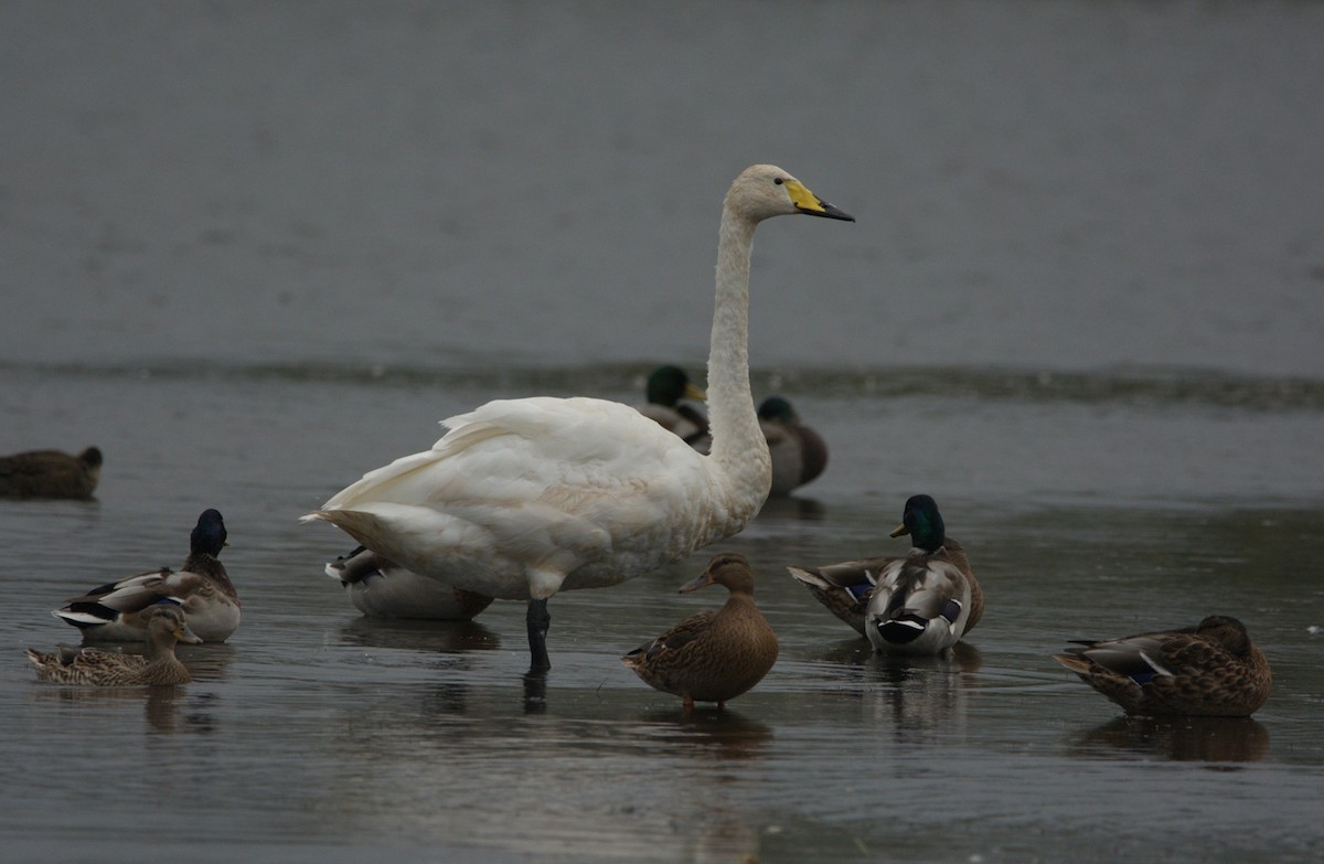 Whooper Swan - Andrew J. S-Jones