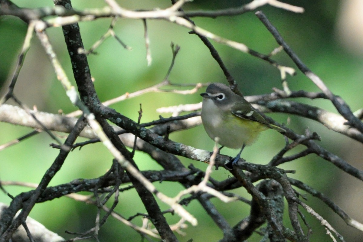 Blue-headed Vireo - Luc and Therese Jacobs