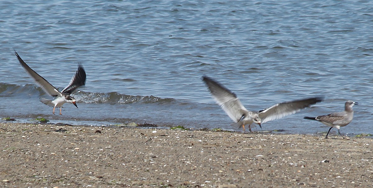 Black Skimmer - ML267857401