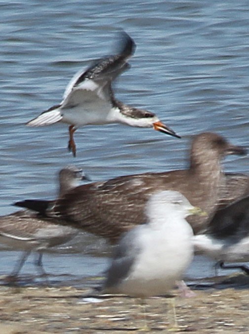 Black Skimmer - ML267857571