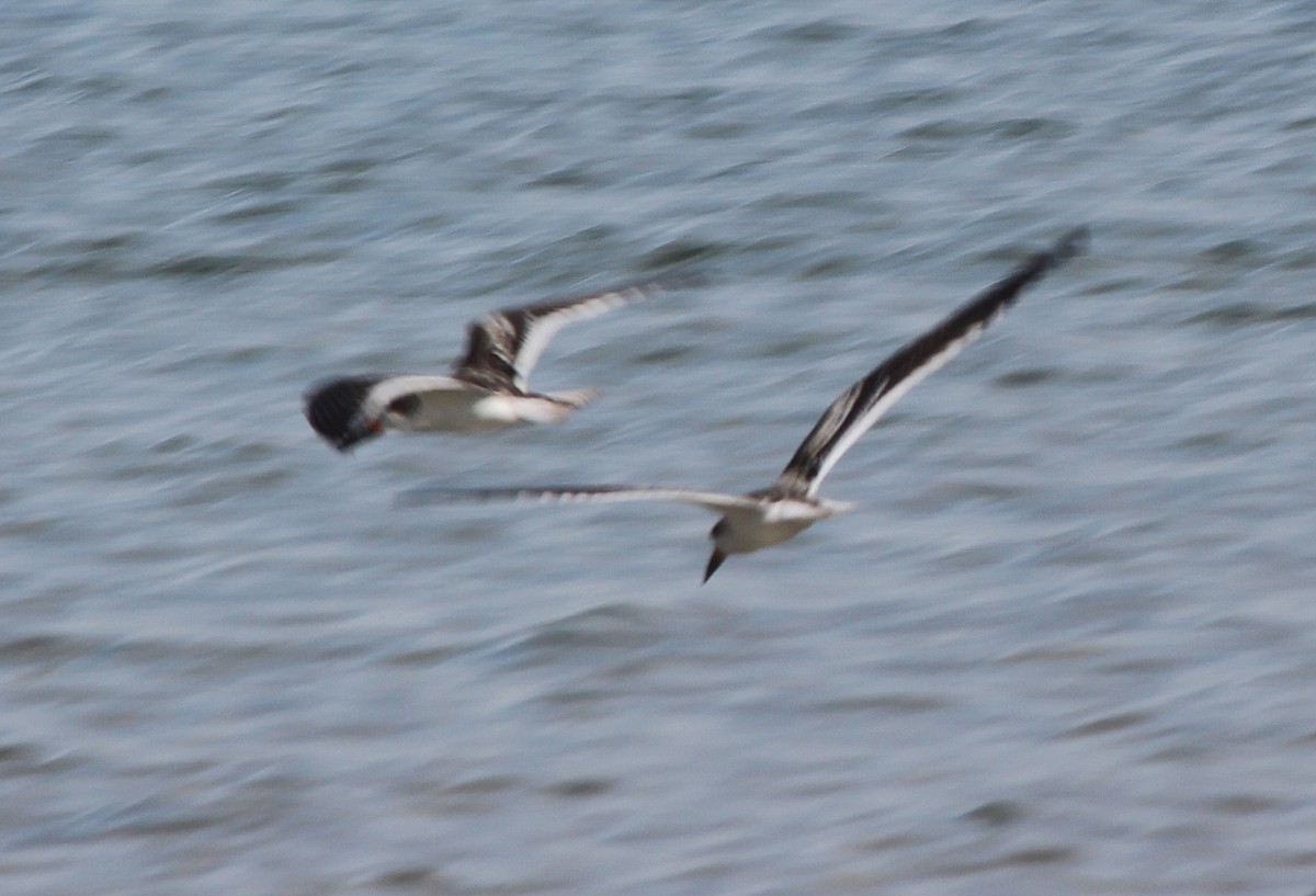 Black Skimmer - ML267857861