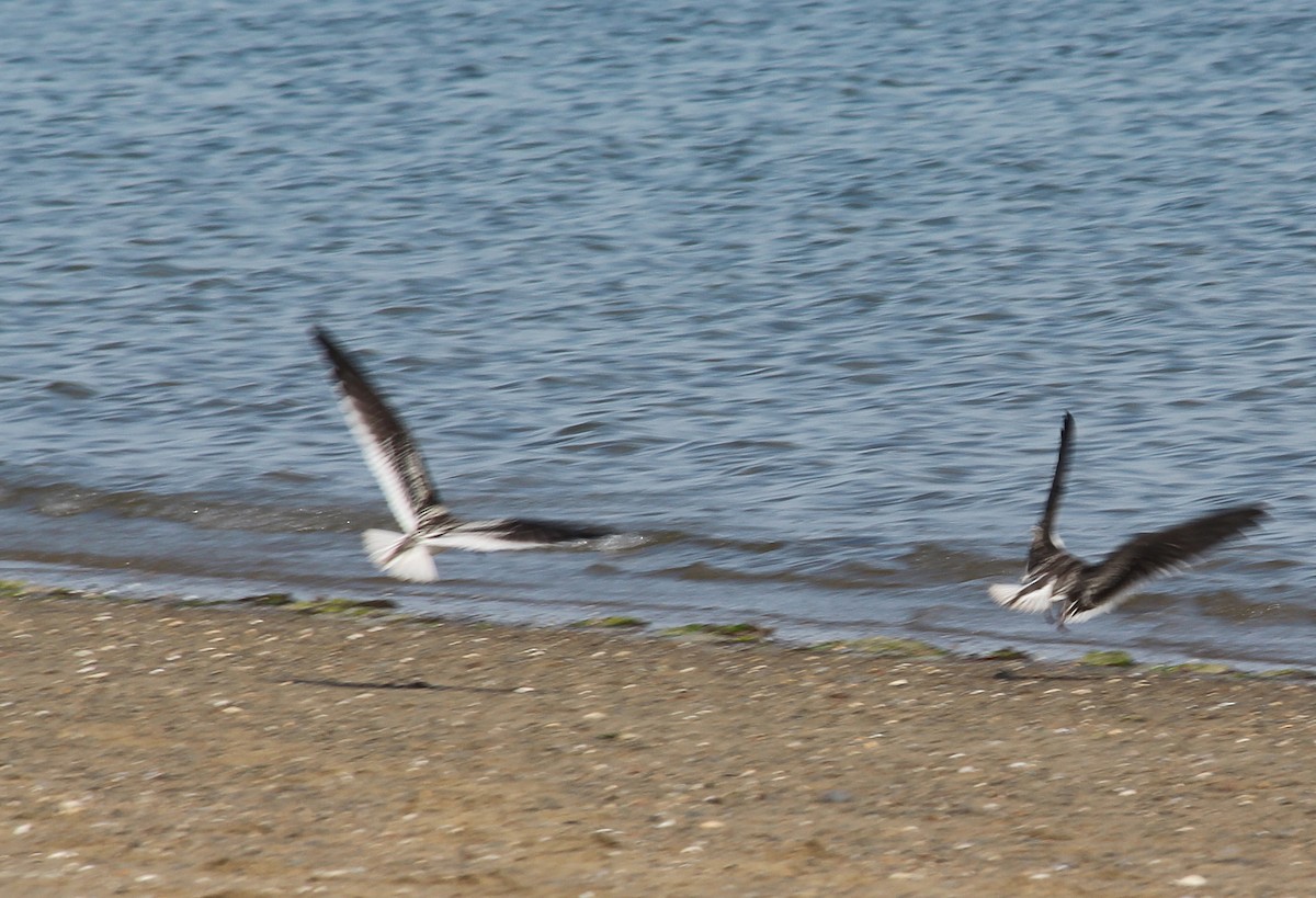 Black Skimmer - ML267858001