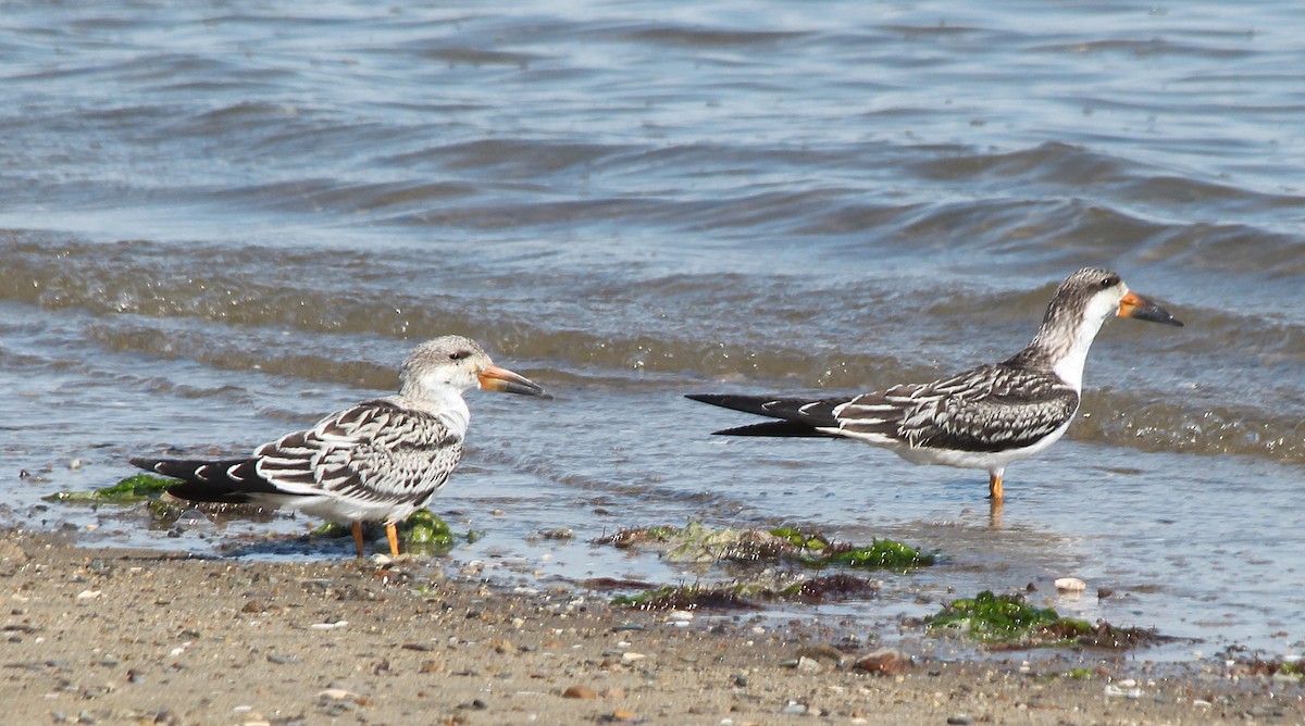 Black Skimmer - ML267858151