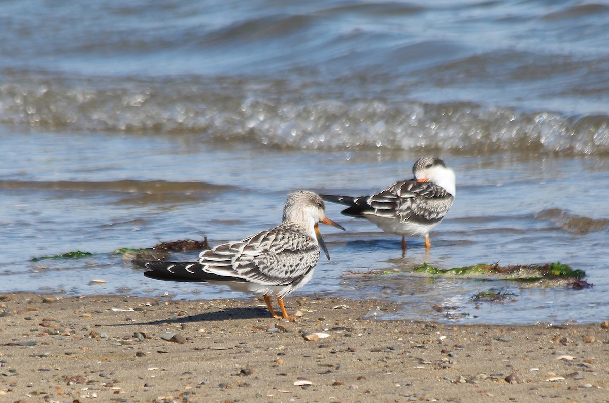 Black Skimmer - ML267858321