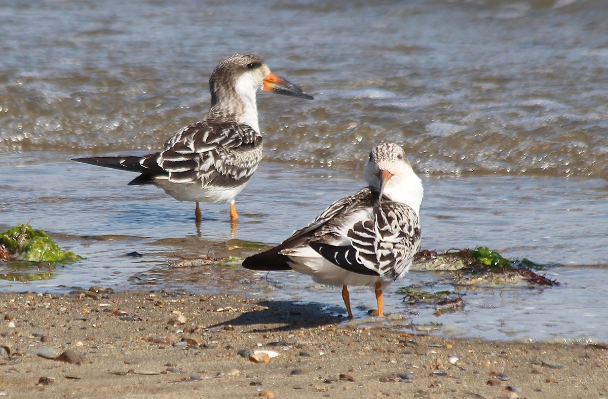 Black Skimmer - ML267858351