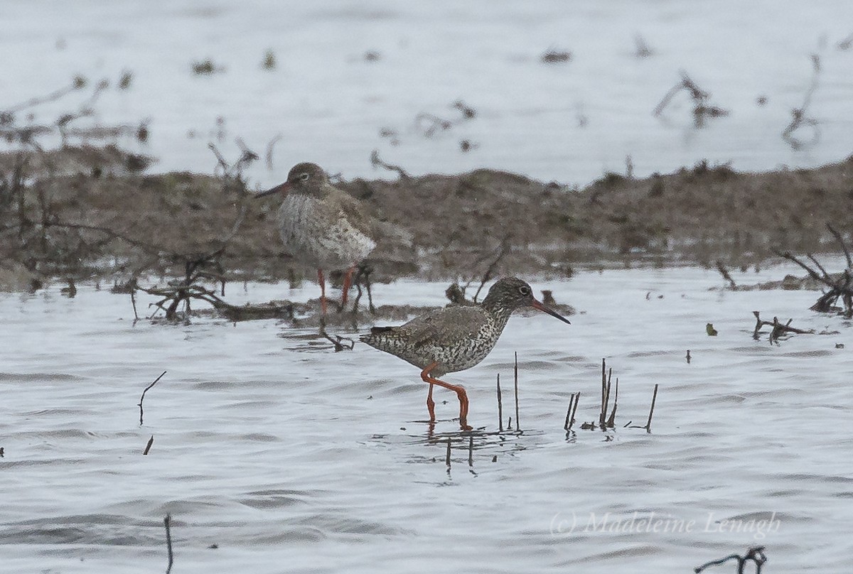 Common Redshank - ML26785901