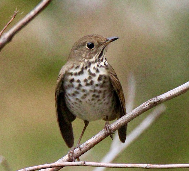 Hermit Thrush - ML267859321