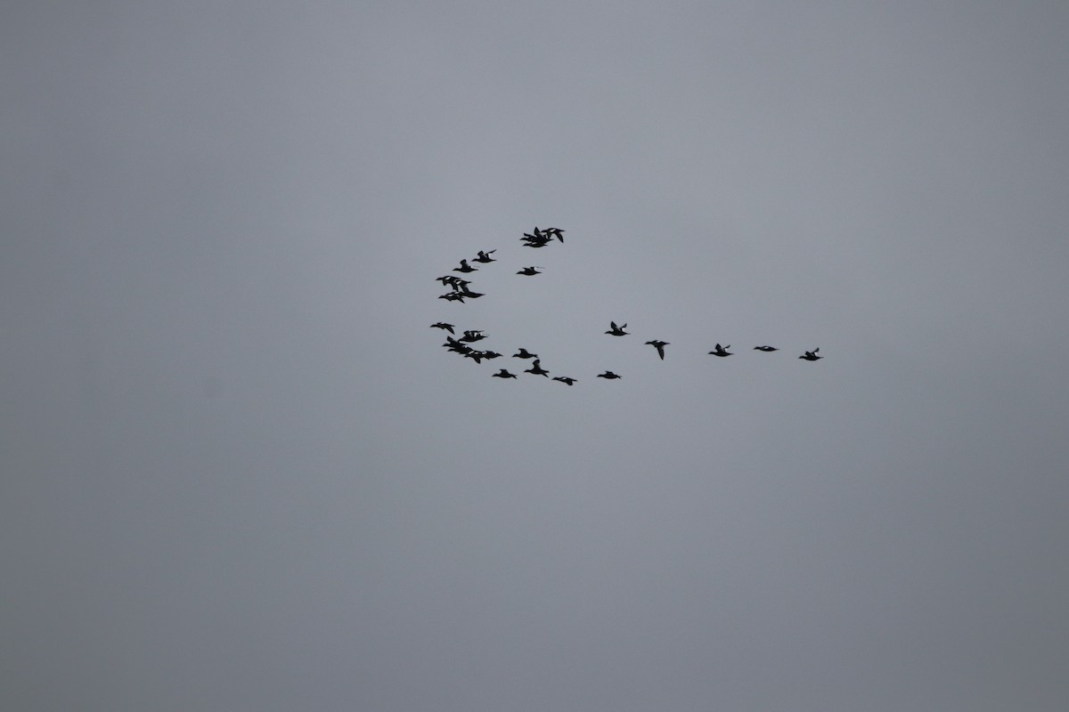 White-winged Scoter - ML267860451