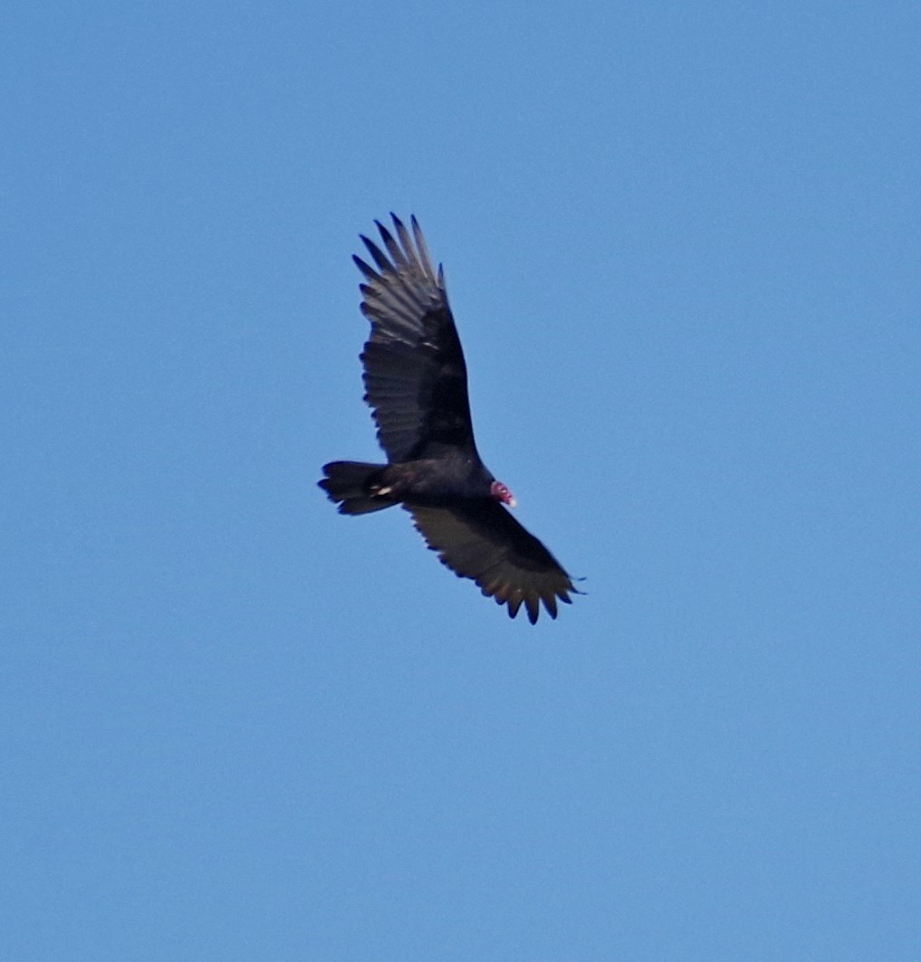 Turkey Vulture - mark hinton