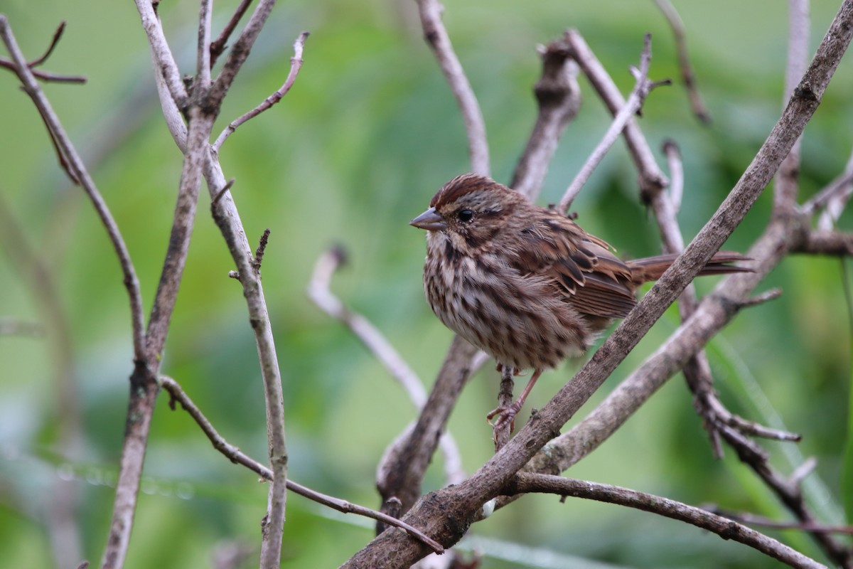 Song Sparrow - ML267860921