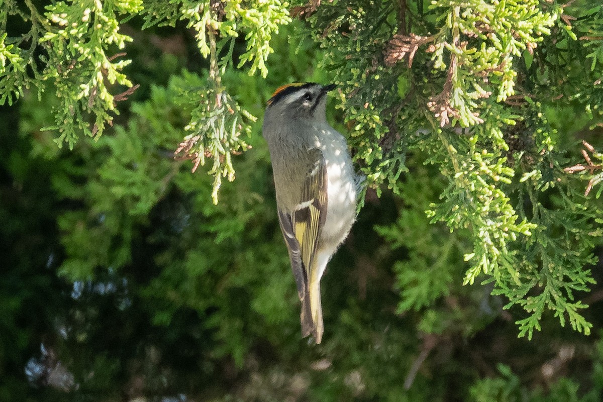 Golden-crowned Kinglet - ML267861831