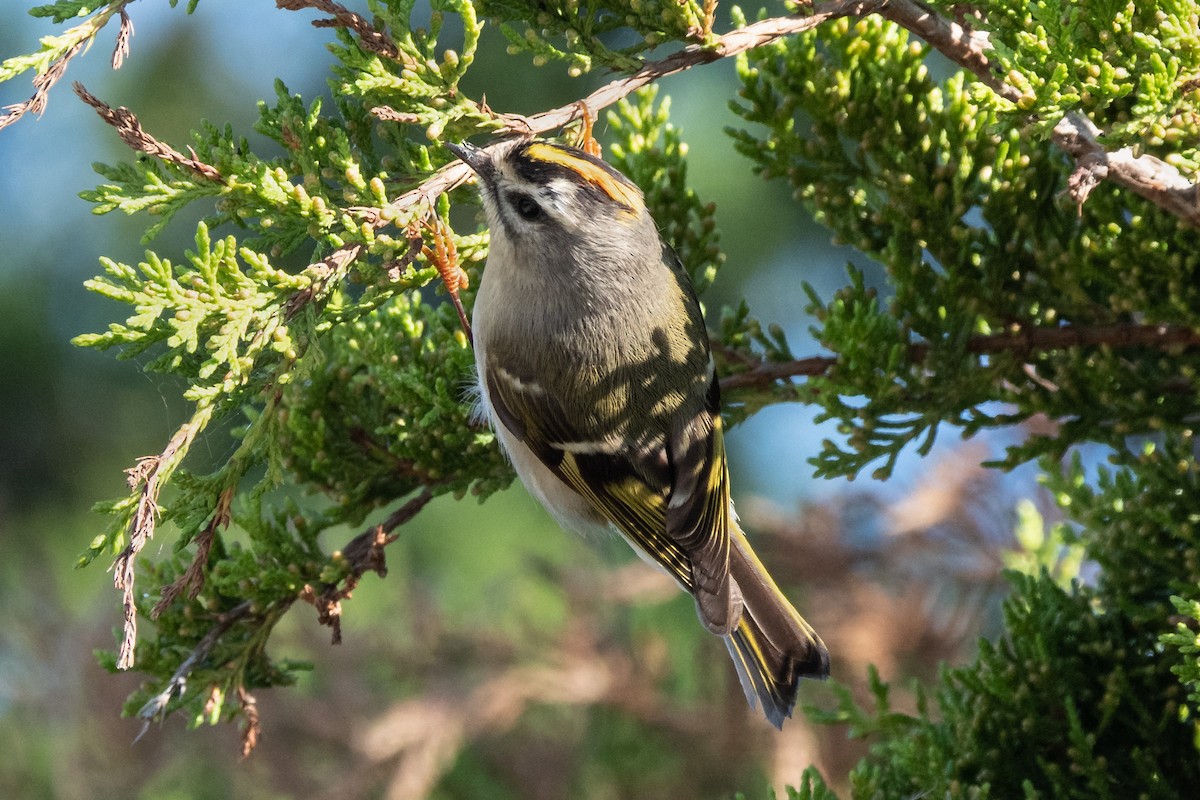 Golden-crowned Kinglet - ML267861841