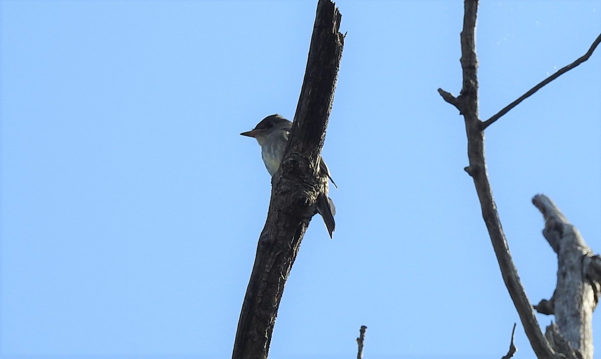 Eastern Wood-Pewee - ML267861961