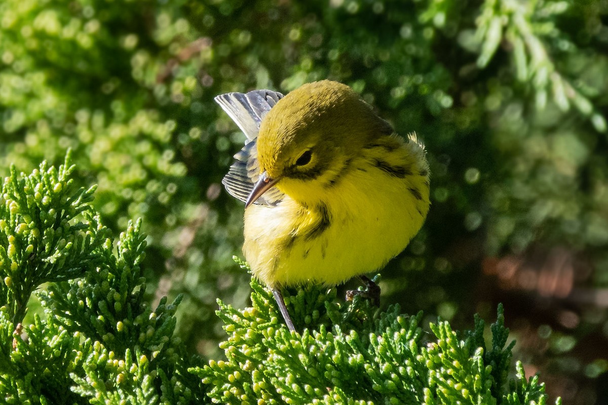 Prairie Warbler - ML267862431