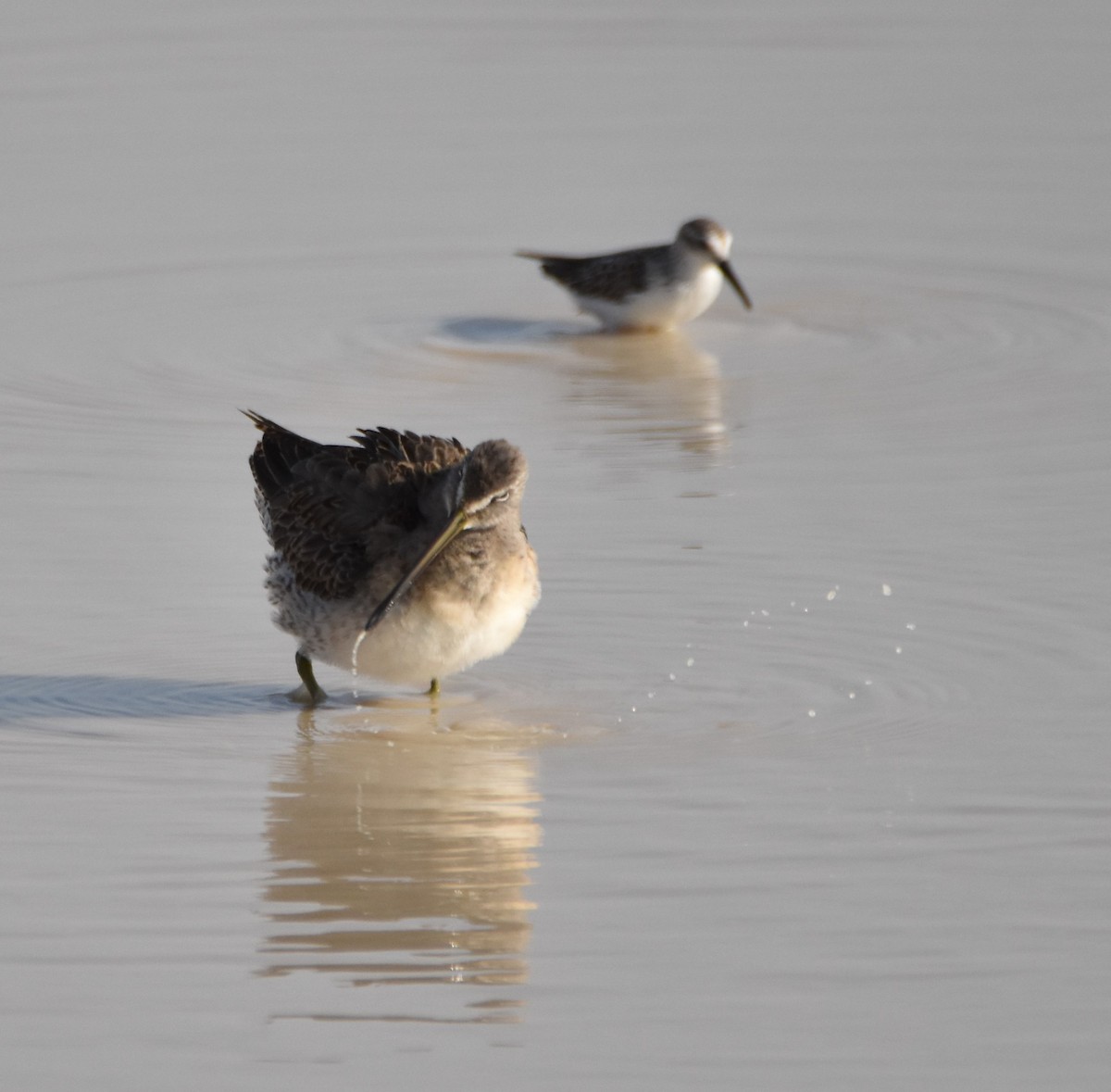 Long-billed Dowitcher - ML267863151