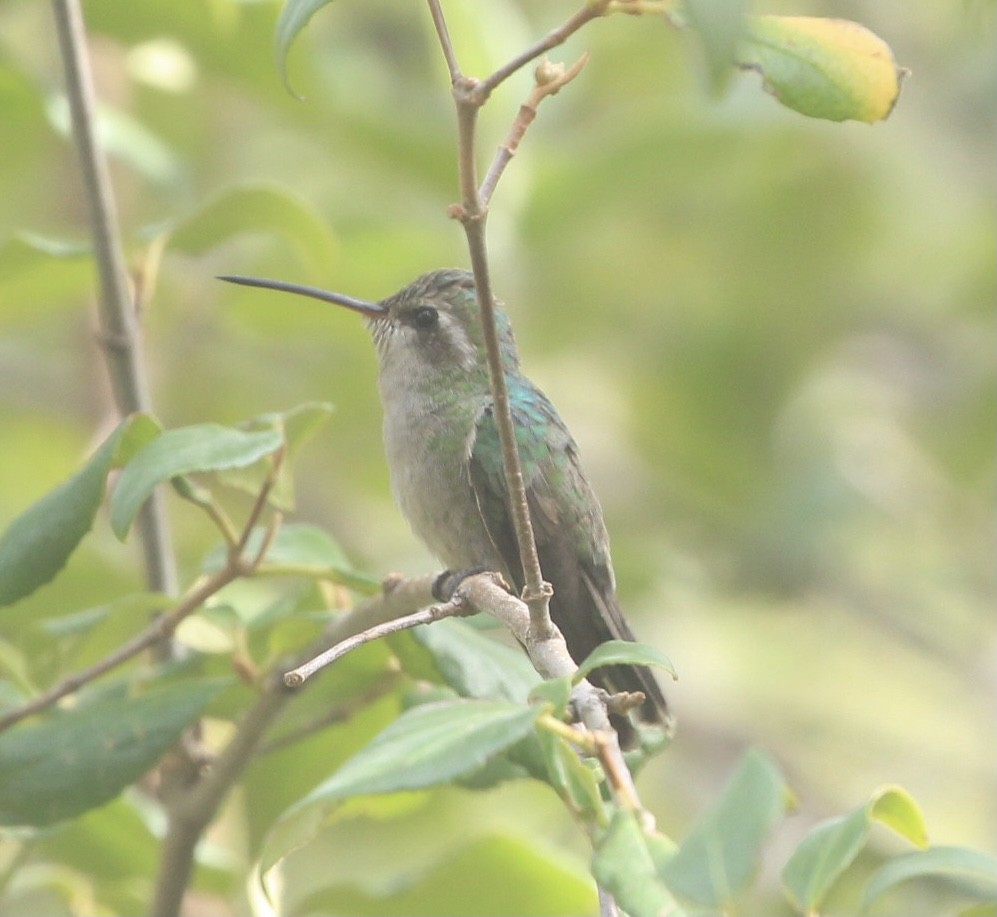 Broad-billed Hummingbird - ML267865821