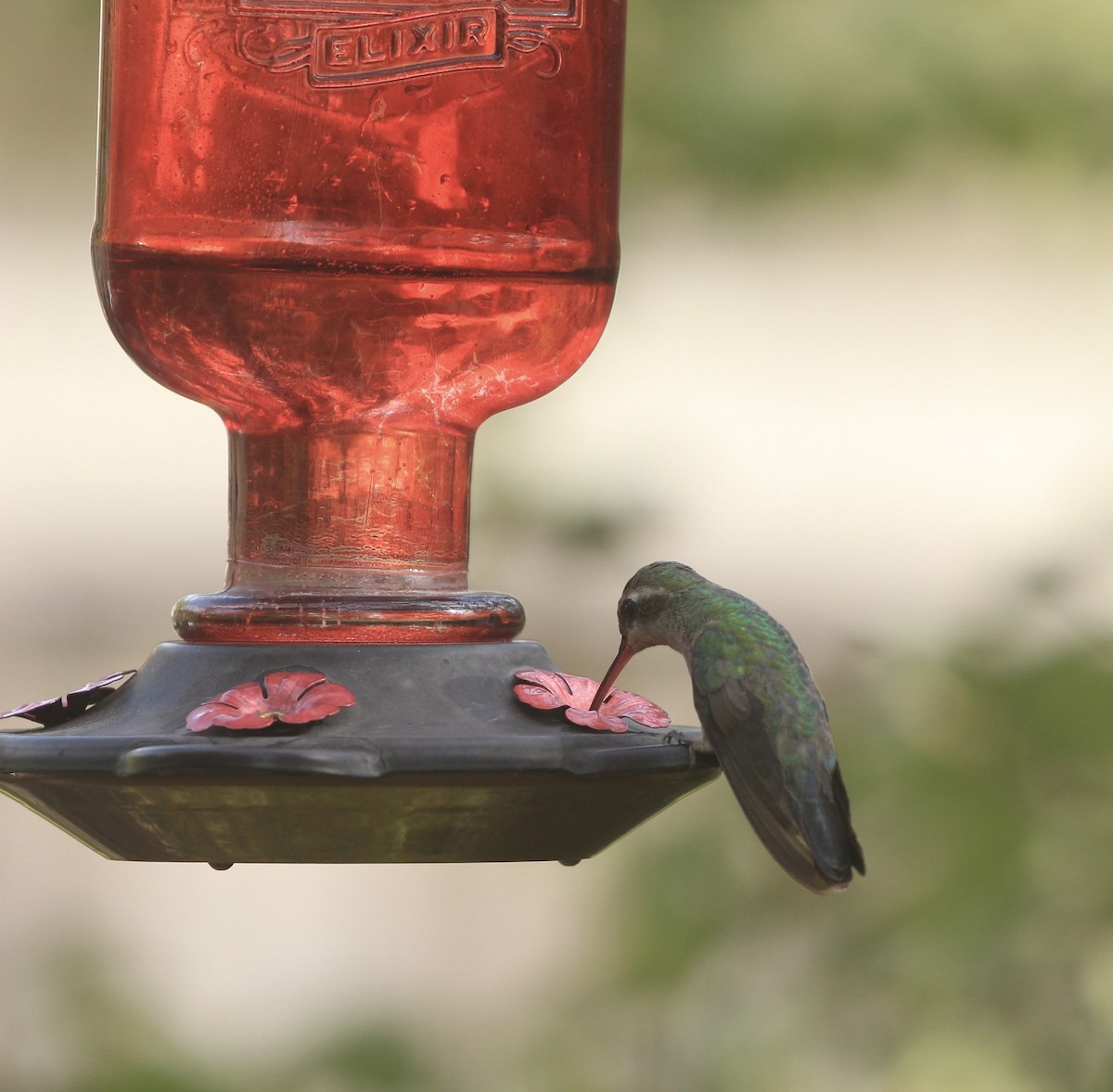 Broad-billed Hummingbird - ML267865881