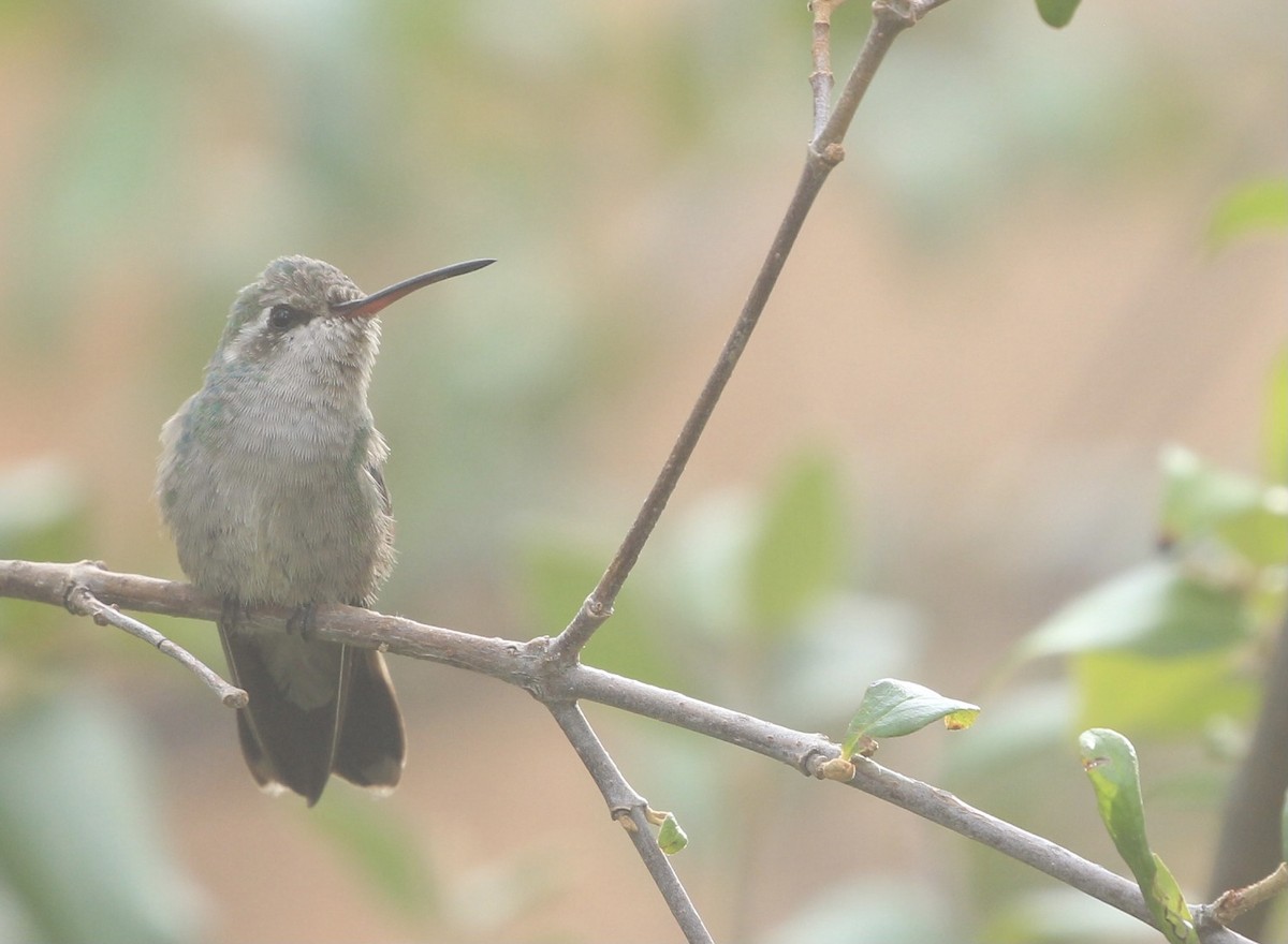 Broad-billed Hummingbird - ML267865901