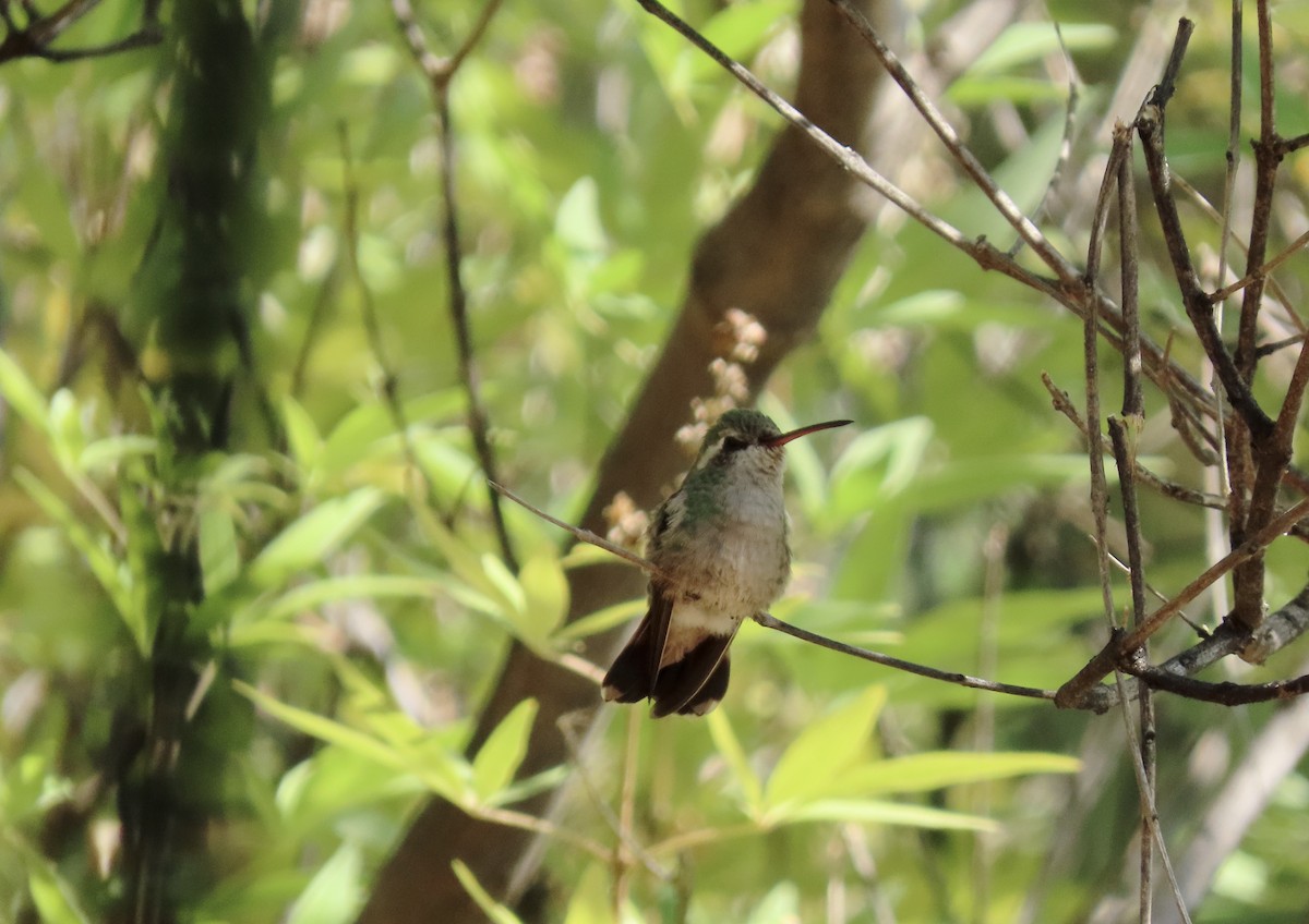 Broad-billed Hummingbird - ML267866271