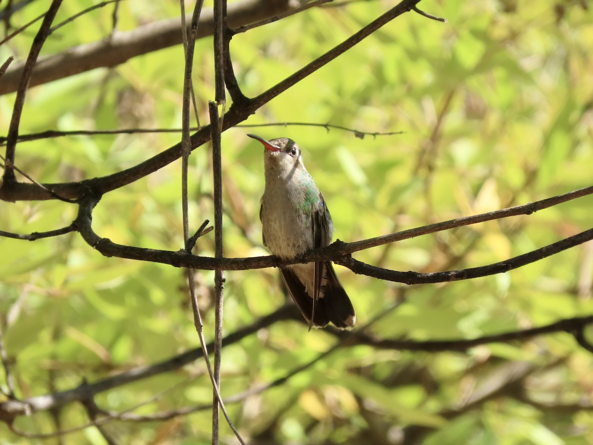 Broad-billed Hummingbird - ML267866341