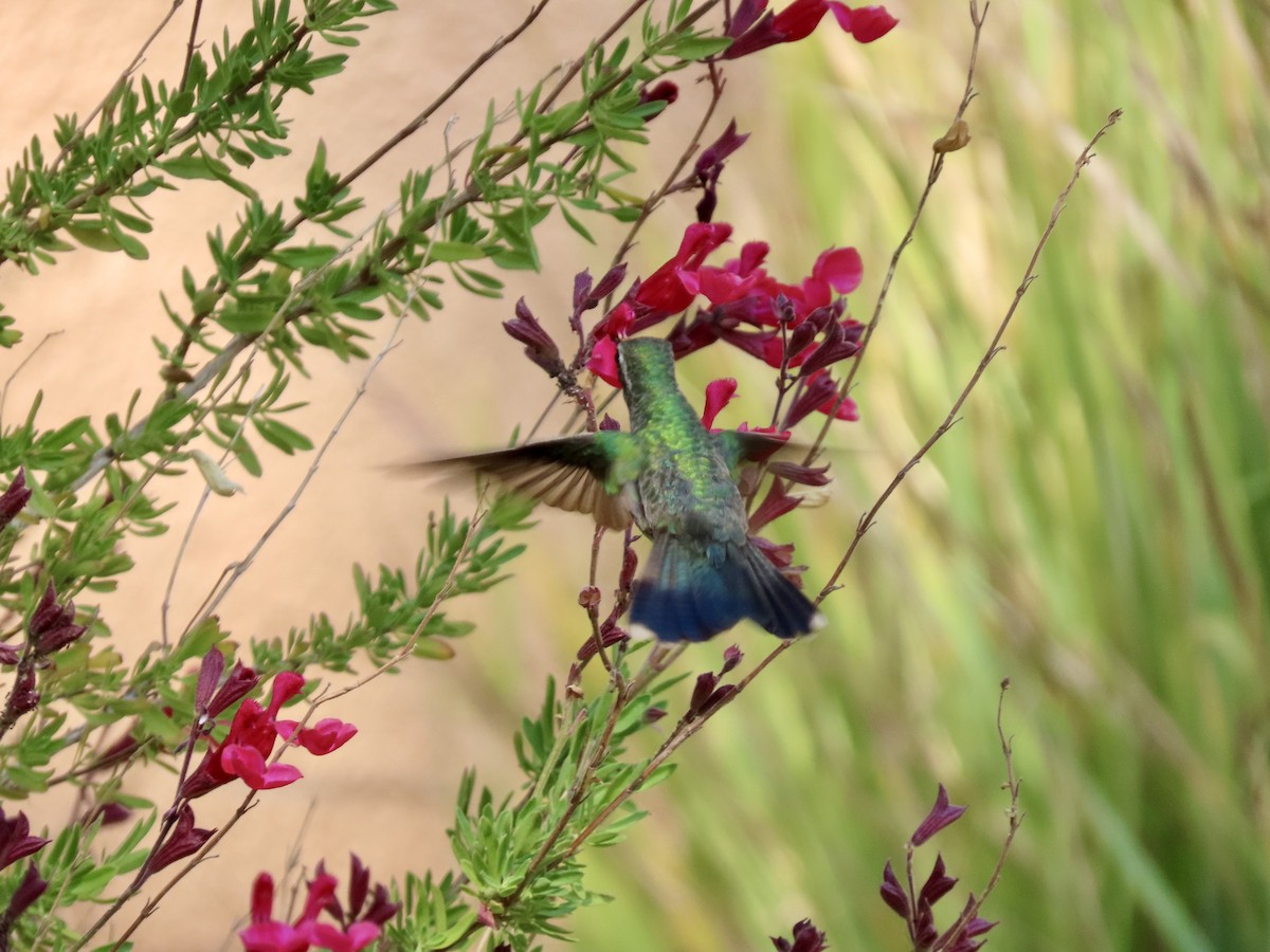 Broad-billed Hummingbird - ML267866811