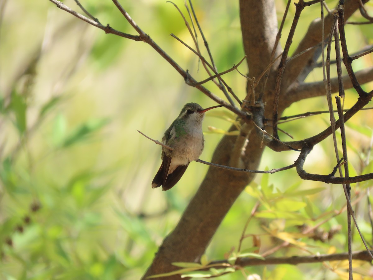 Broad-billed Hummingbird - ML267866901