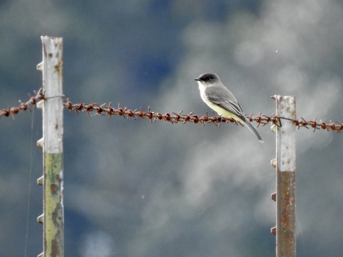 Eastern Phoebe - Karen Seward