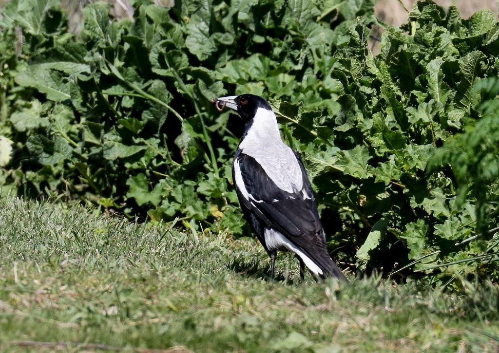Australian Magpie (White-backed) - ML267867361