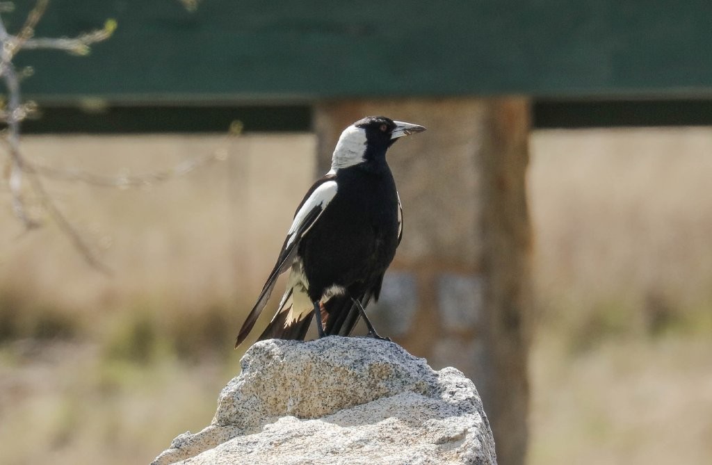 Australian Magpie (White-backed) - ML267867371