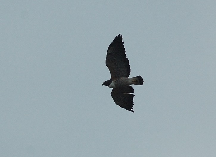 White-tailed Hawk - Tor Egil Høgsås