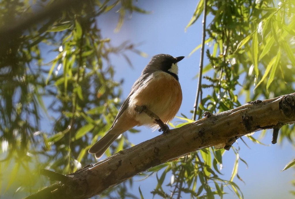 Rufous Whistler - ML267867421