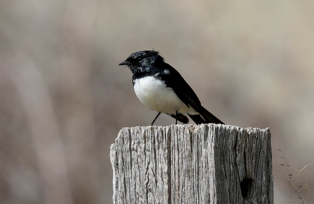 Willie-wagtail - ML267867551