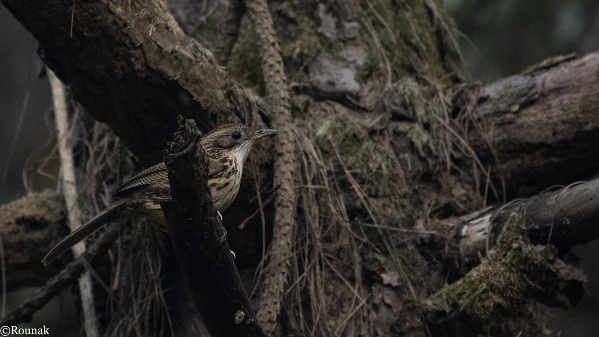 Puff-throated Babbler - Rounak Patra