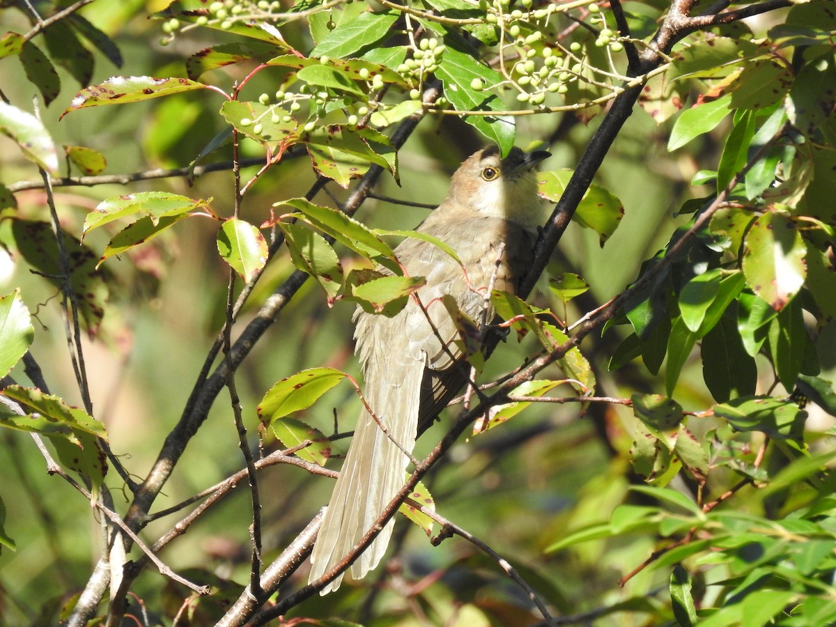 Black-billed Cuckoo - Laura Mae