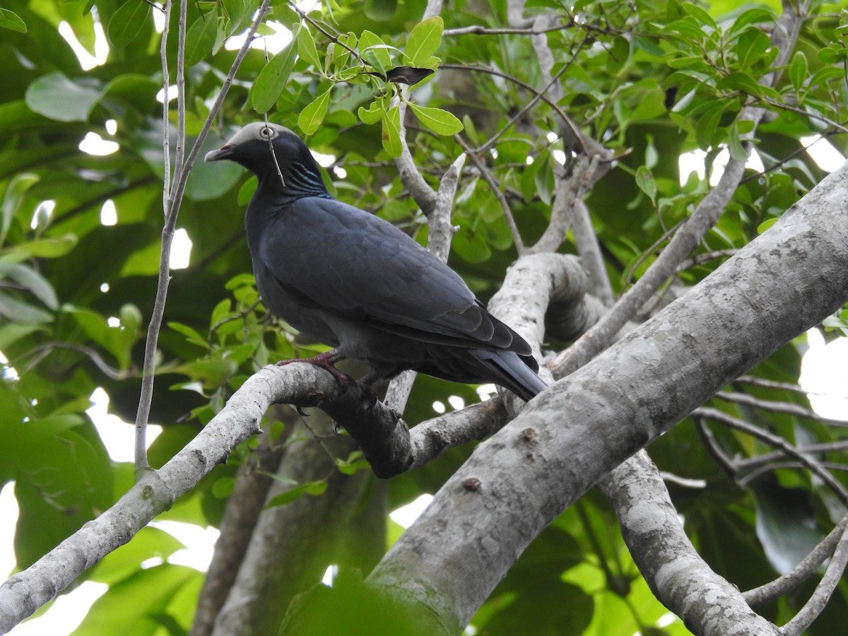 White-crowned Pigeon - ML267870281
