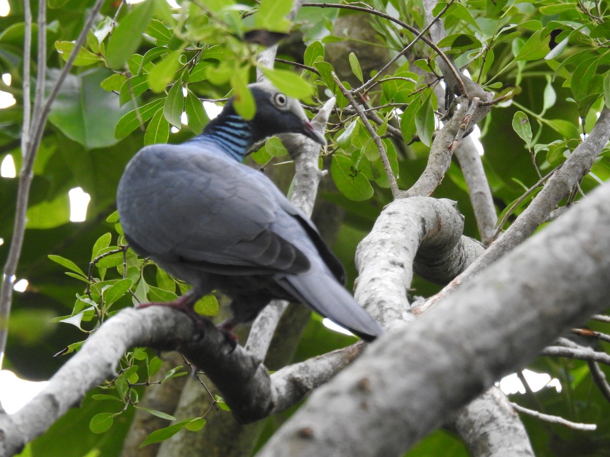 White-crowned Pigeon - ML267870311