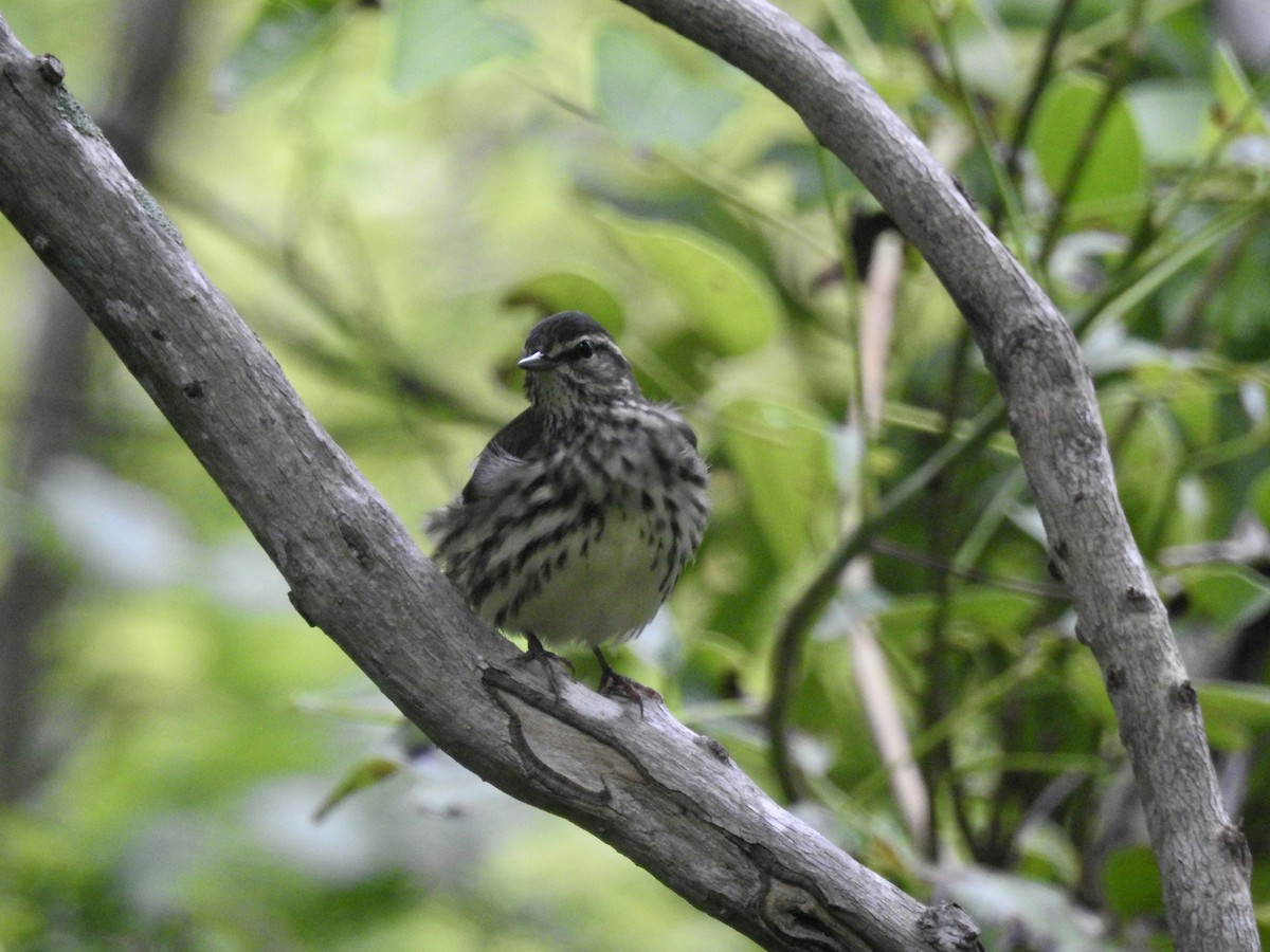 Northern Waterthrush - Erika Gates