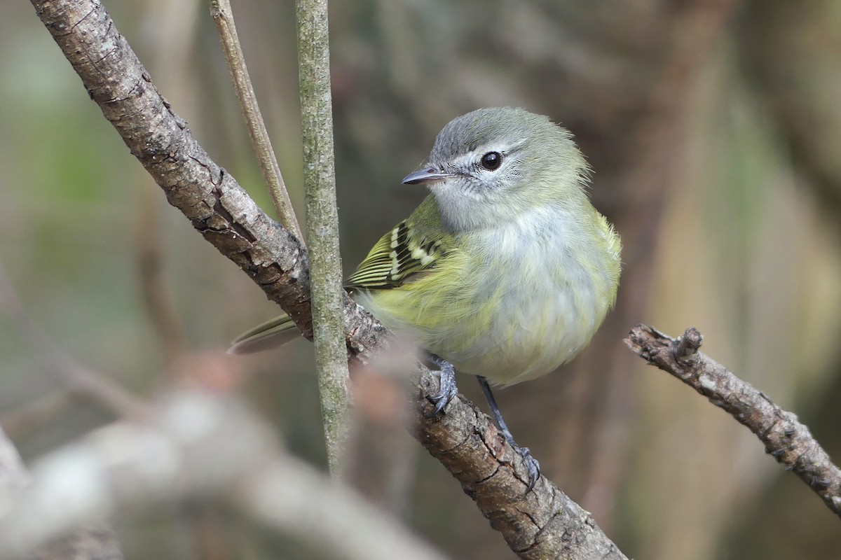 Sclater's Tyrannulet - Jorge  Quiroga